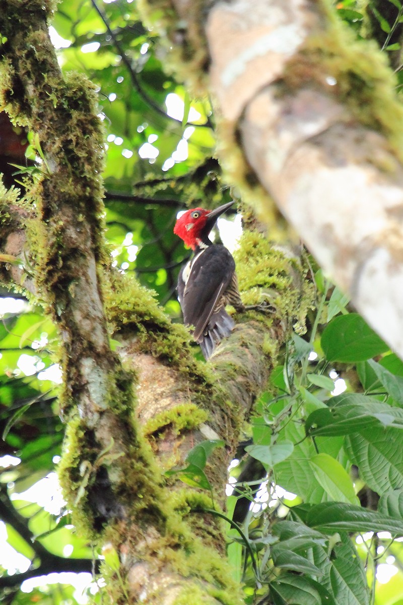 Guayaquil Woodpecker - ML169596091