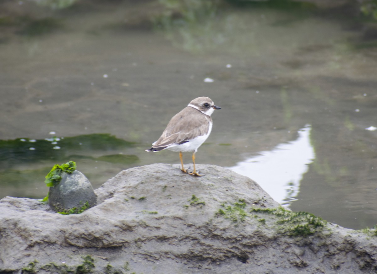 Semipalmated Plover - Monica Paredes Mejia
