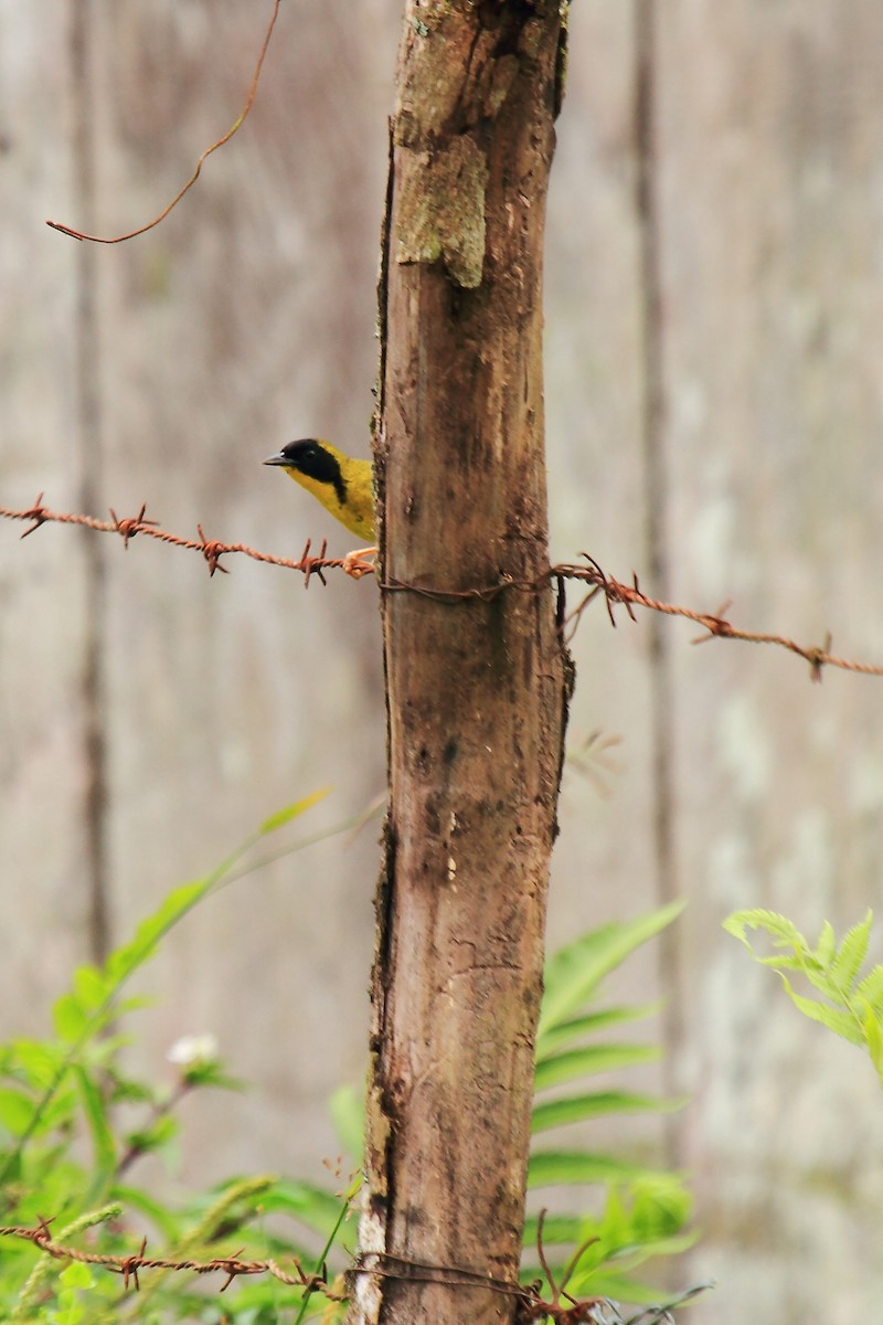 Olive-crowned Yellowthroat - ML169597741