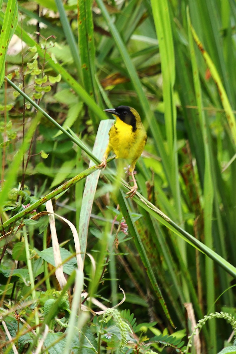 Olive-crowned Yellowthroat - ML169597751