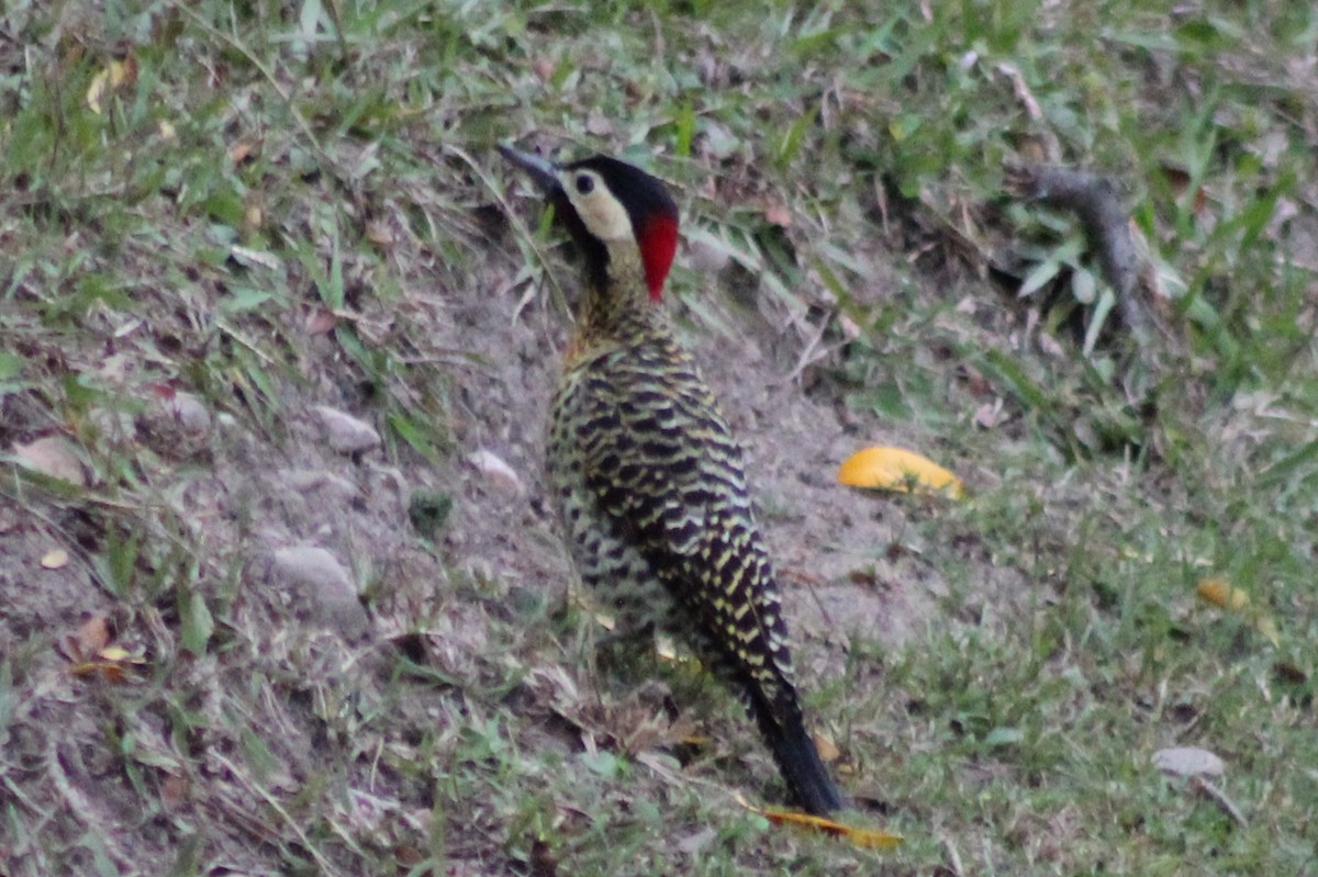 Green-barred Woodpecker - ML169599361