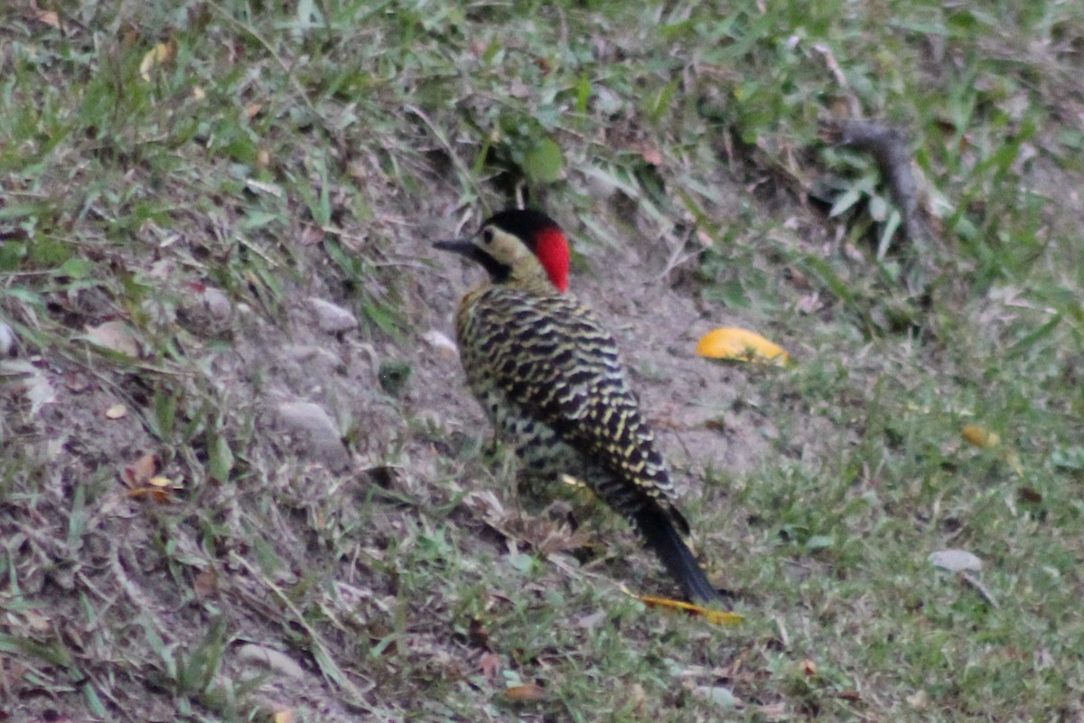 Green-barred Woodpecker - ML169599371