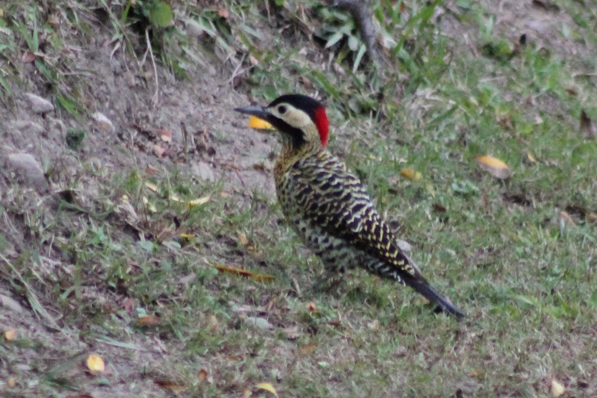 Green-barred Woodpecker - ML169599381