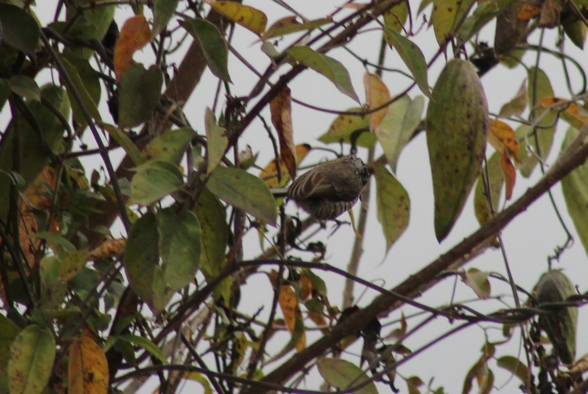 Green-barred Woodpecker - ML169599391