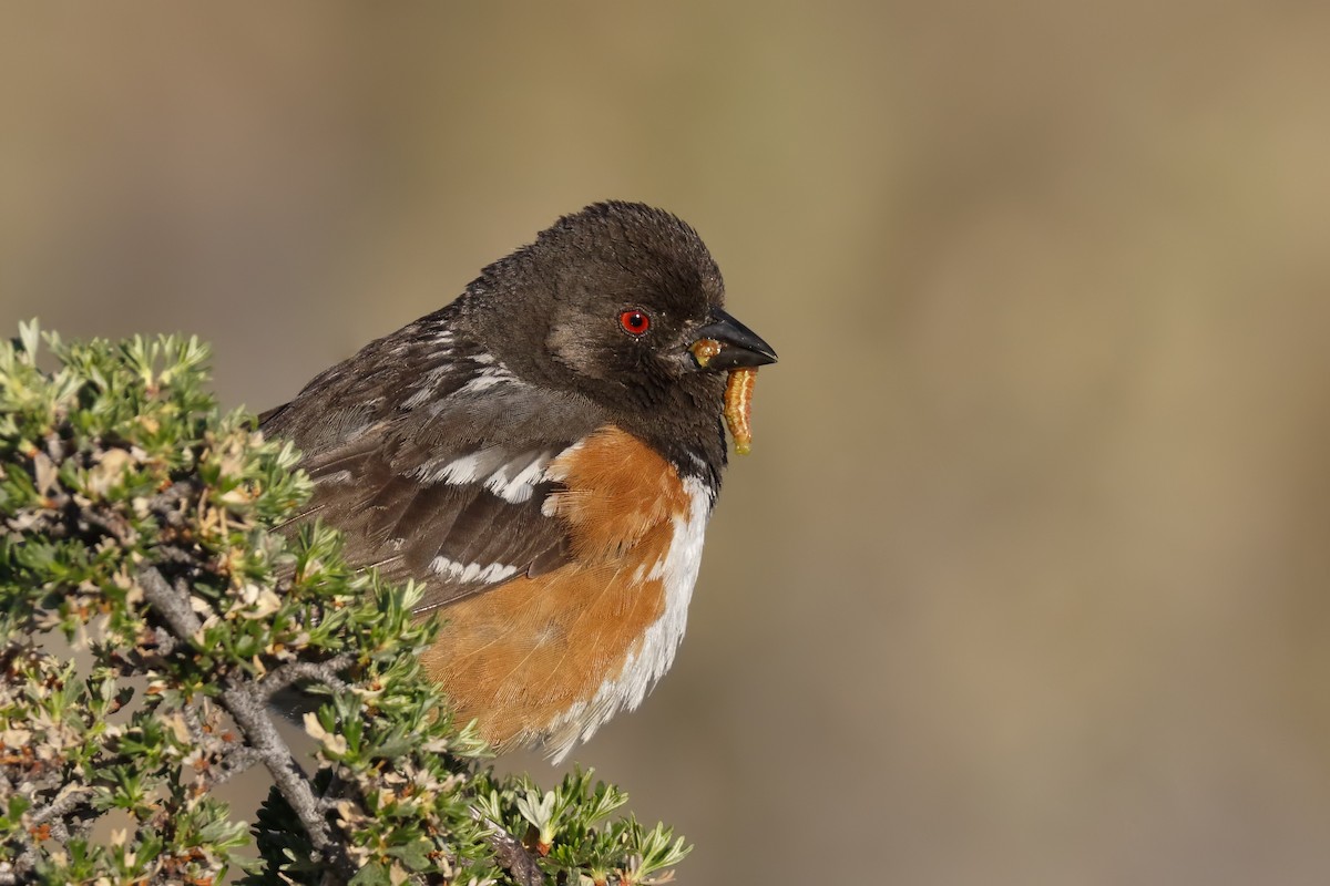 Spotted Towhee - ML169602531