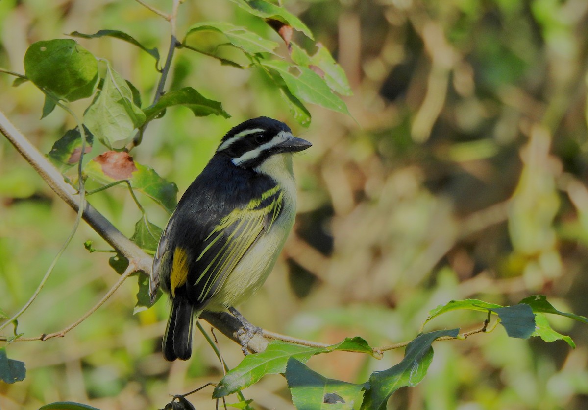 Yellow-rumped Tinkerbird (Yellow-rumped) - ML169604161