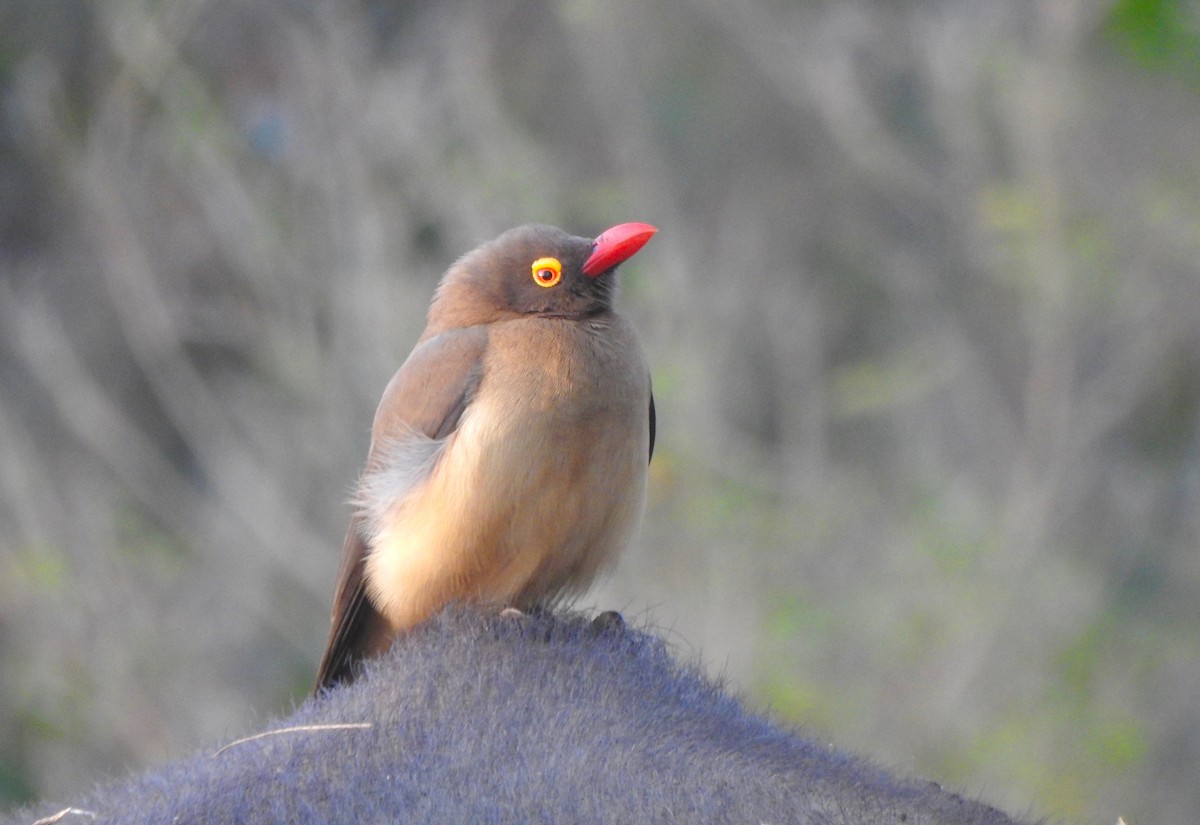 Red-billed Oxpecker - ML169604841