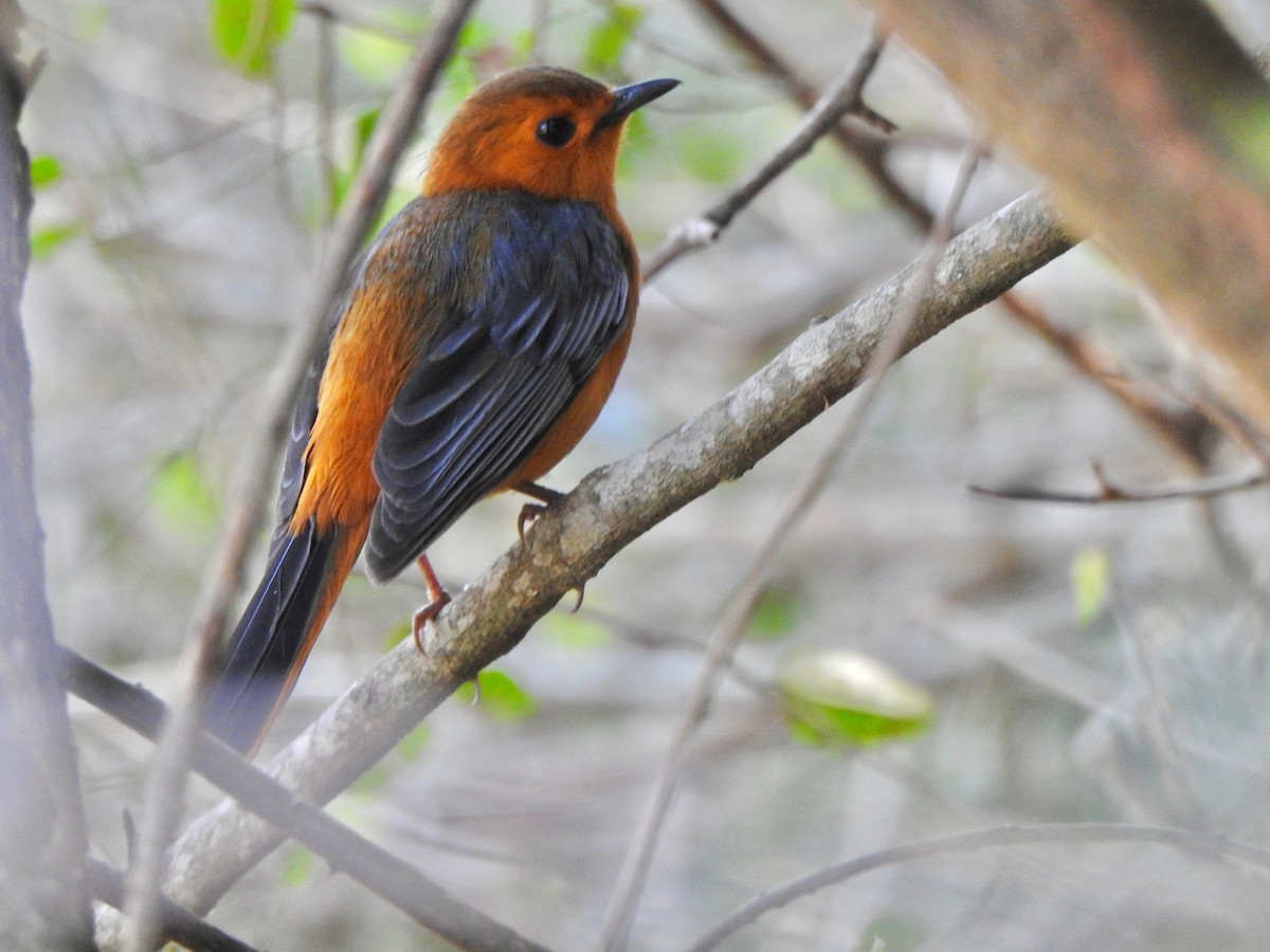 Red-capped Robin-Chat - ML169605551