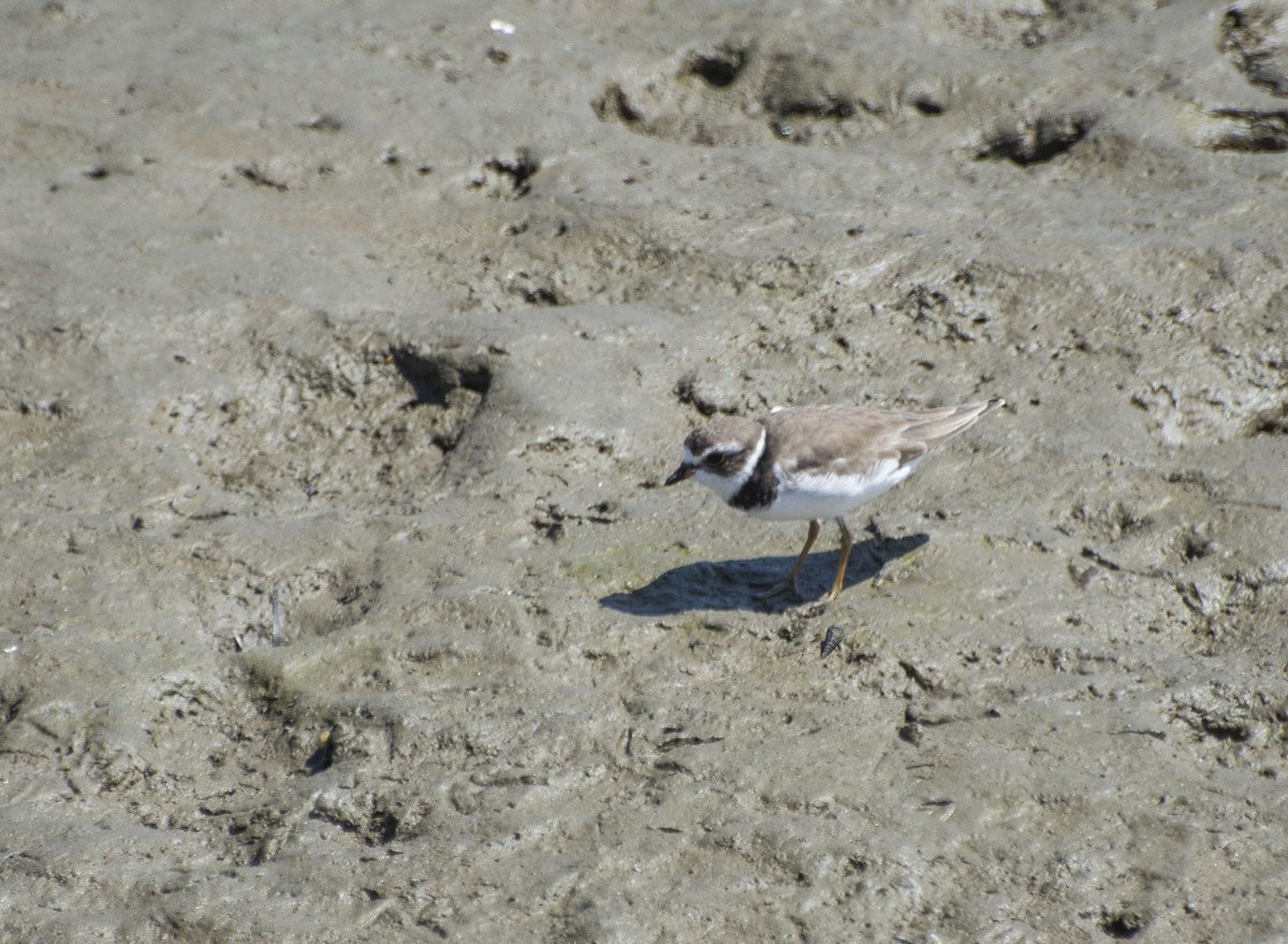 Semipalmated Plover - ML169605881