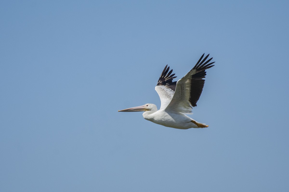 American White Pelican - Owen Sinkus