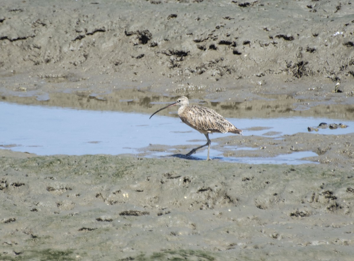 Long-billed Curlew - ML169606411