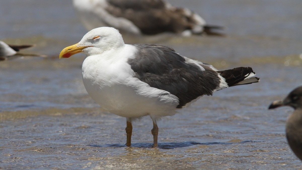 Yellow-footed Gull - Sean Fitzgerald