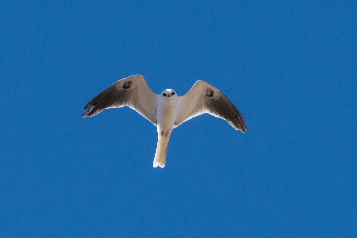 White-tailed Kite - Jim Dehnert