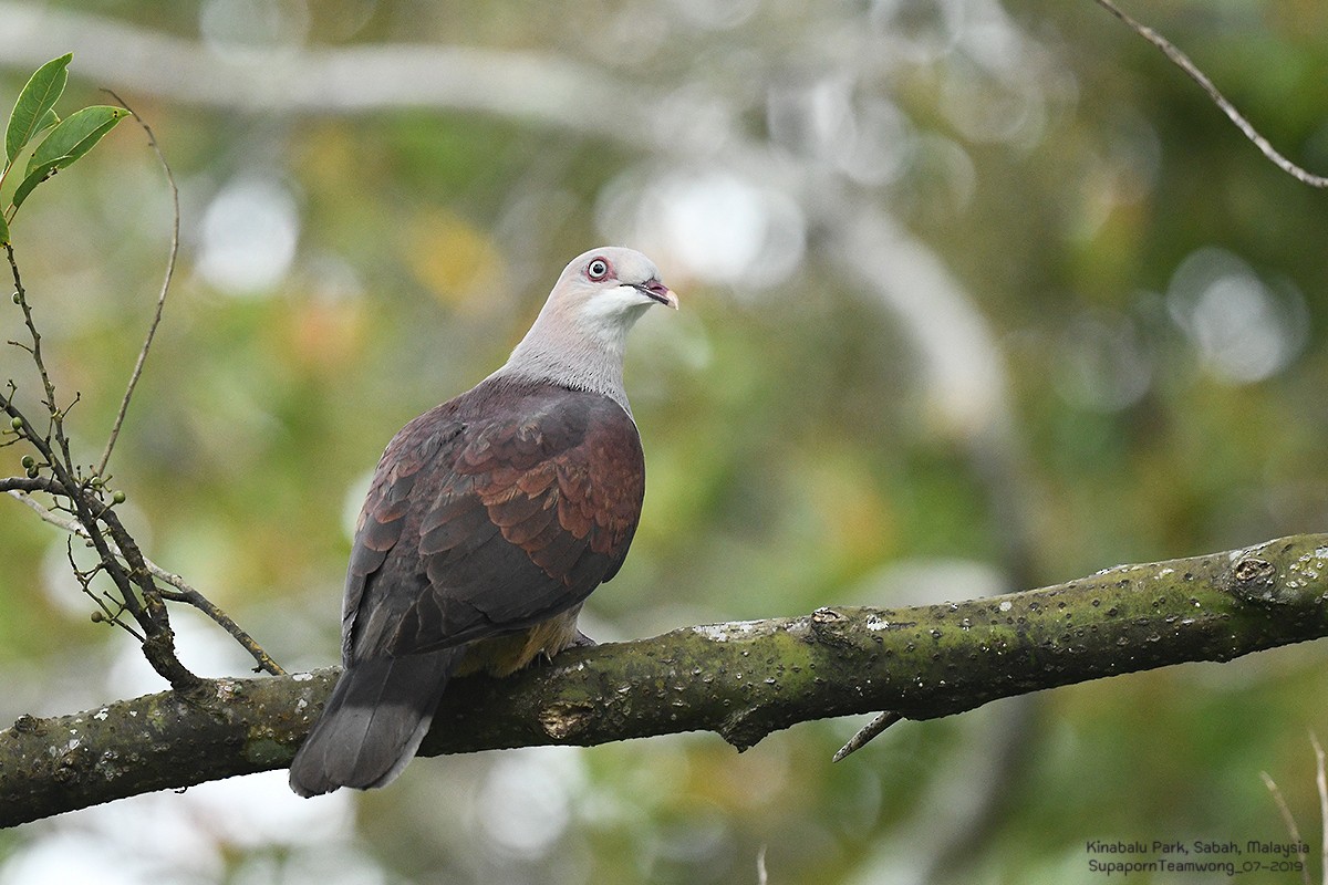 Mountain Imperial-Pigeon - Supaporn Teamwong