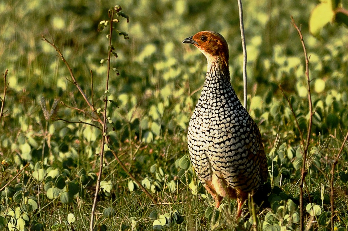 Painted Francolin - ML169614061