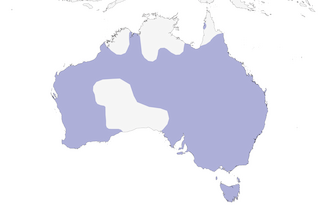 Distribution of the Maned Duck - Range Map