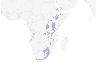 Distribution of the Rameron Pigeon - Range Map
