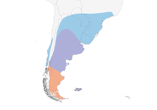Distribution of the Coscoroba Swan - Range Map