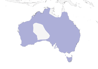 Distribution of the Black Swan - Range Map