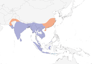 Distribution of the Lesser Whistling-Duck - Range Map