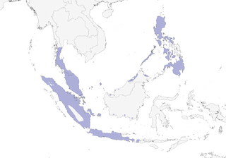 Distribution of the Zebra Dove - Range Map