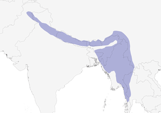 Distribution of the Kalij Pheasant - Range Map