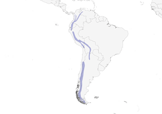 Distribution of the Torrent Duck - Range Map