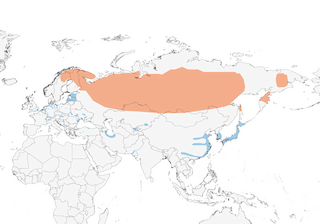 Distribution of the Smew - Range Map