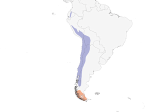 Distribution of the Black-winged Ground-Dove - Range Map