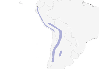 Distribution of the Andean Tinamou - Range Map
