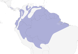 Distribution of the Ruddy Pigeon - Range Map