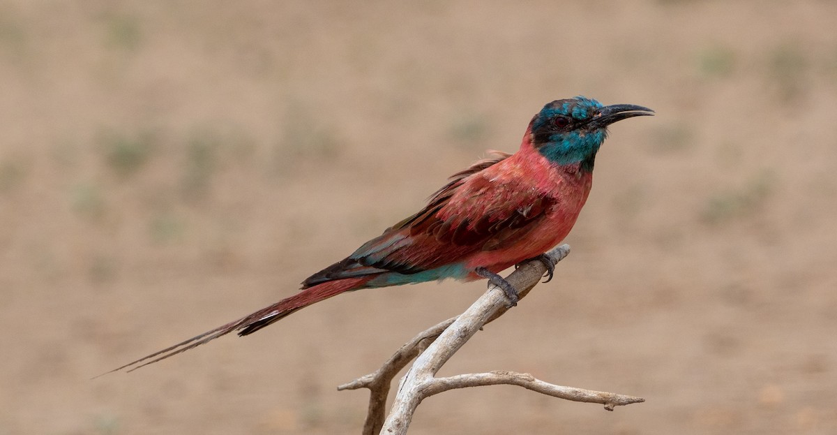 Northern Carmine Bee-eater - Forest Botial-Jarvis