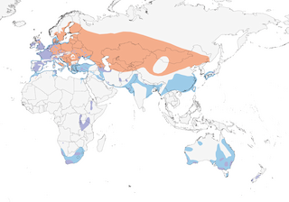 Distribution of the Great Crested Grebe - Range Map