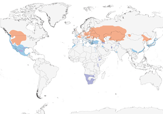 Distribution of the Eared Grebe - Range Map