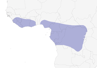 Distribution of the Hartlaub's Duck - Range Map