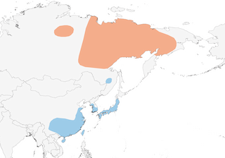 Distribution of the Baikal Teal - Range Map