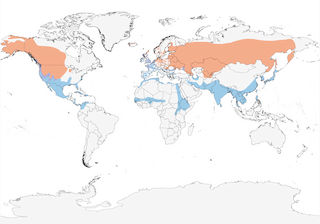 Distribution of the Northern Shoveler - Range Map