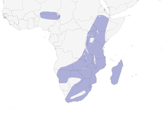 Distribution of the Hottentot Teal - Range Map