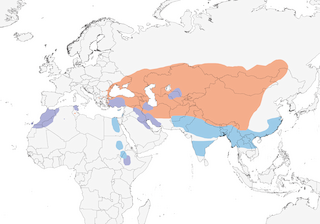 Distribution of the Ruddy Shelduck - Range Map