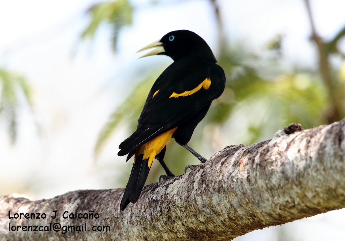 Yellow-rumped Cacique - ML169624681