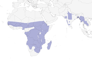Distribution of the Knob-billed Duck - Range Map