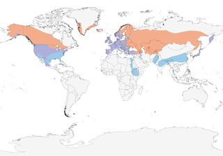 Distribution of the Mallard - Range Map