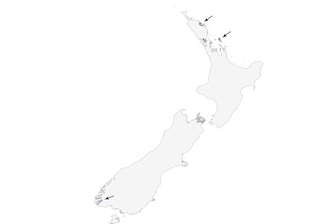 Distribution of the Brown Teal - Range Map
