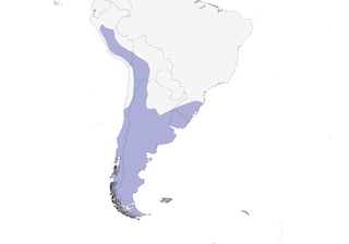 Distribution of the Yellow-billed Teal - Range Map
