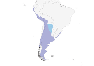 Distribution of the Chilean Flamingo - Range Map