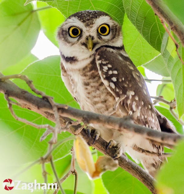 Spotted Owlet - ML169628171