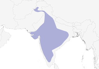 Distribution of the Painted Sandgrouse - Range Map