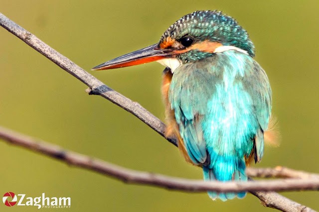 Common Kingfisher - Zagham  Awan