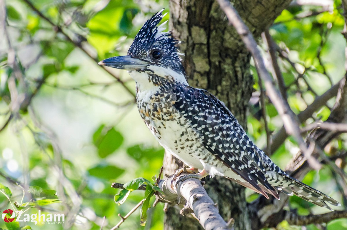 Crested Kingfisher - ML169628871