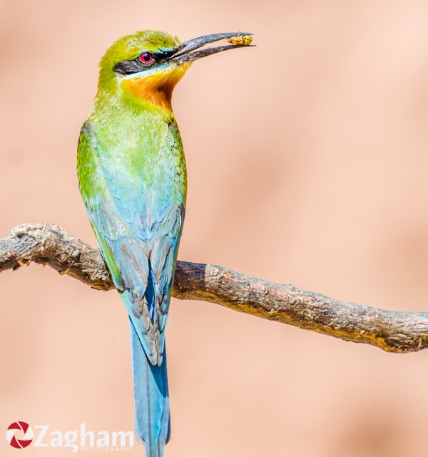 Blue-tailed Bee-eater - Zagham  Awan
